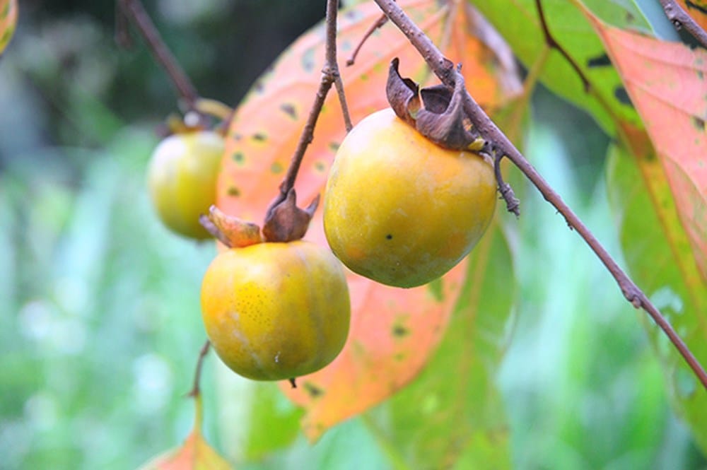 bo-tui-ngay-20-mon-ngon-nuc-tieng-lang-son-khien-dan-tinh-di-de-kho-ve-19