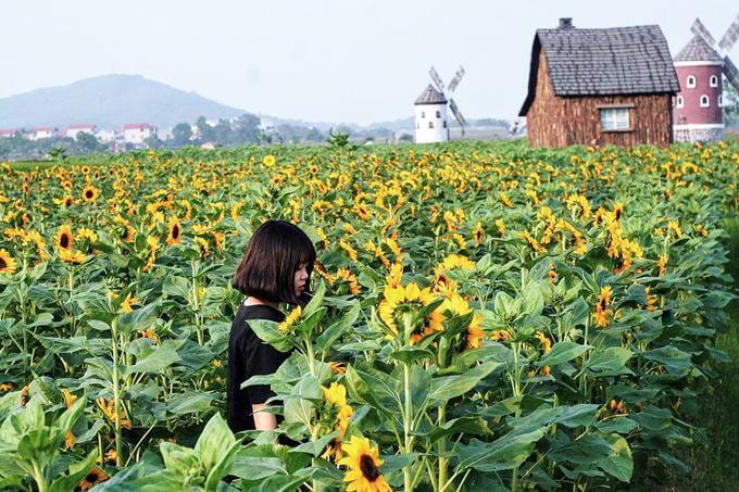 bo-tui-tat-tan-tat-nhung-canh-dong-hoa-huong-duong-dep-nhat-viet-nam-10