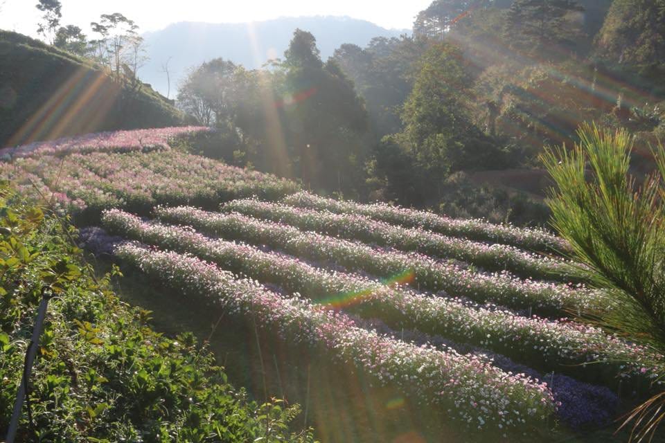 dep-tua-nuoc-phap-quan-cafe-view-bao-canh-dong-lavender-dep-nhat-da-lat-17