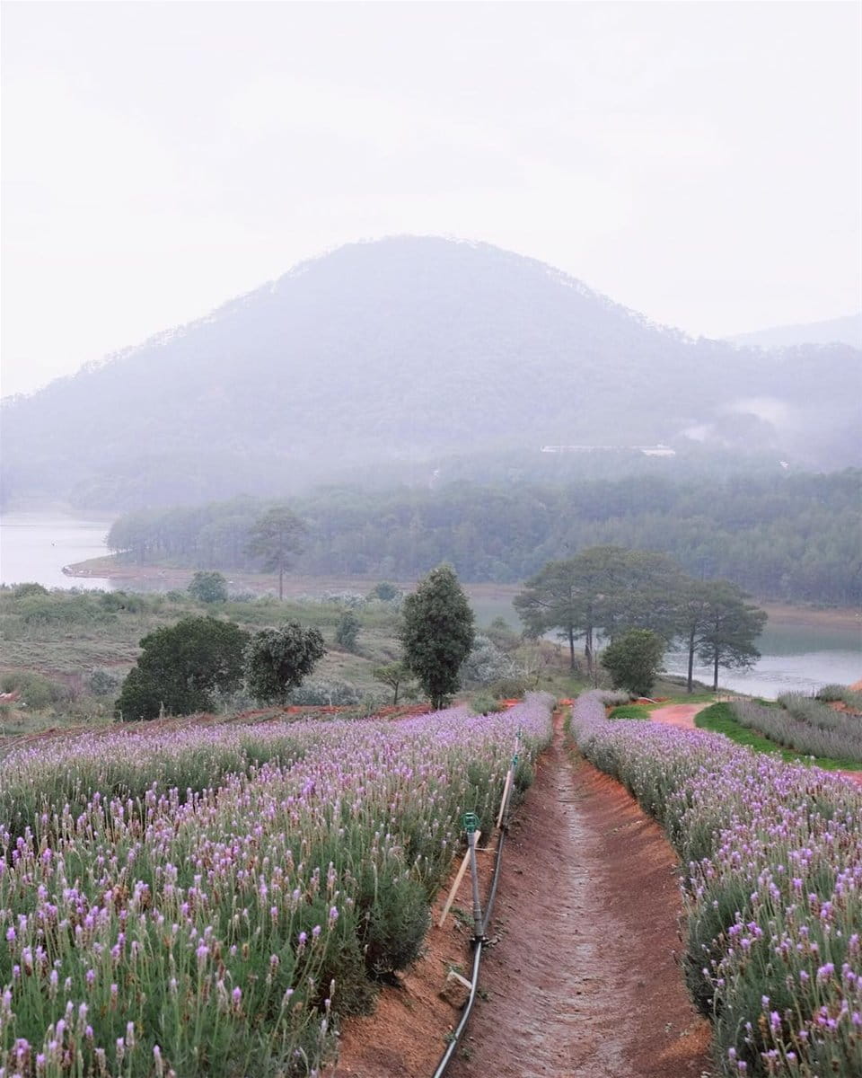 ghim-nay-toa-do-canh-dong-lavender-moi-toanh-dep-xuat-sac-giua-troi-da-lat-6