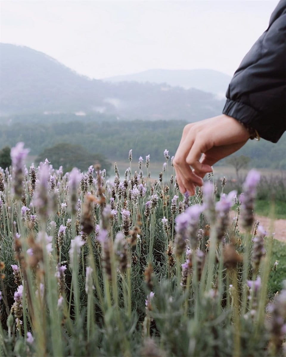 ghim-nay-toa-do-canh-dong-lavender-moi-toanh-dep-xuat-sac-giua-troi-da-lat-7